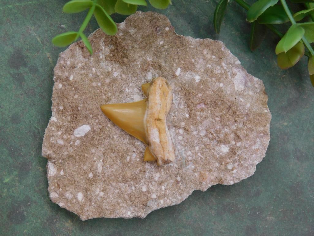Fossilized Shark Tooth in Stone Matrix ROCK STONE LAPIDARY SPECIMEN (1 of 2)