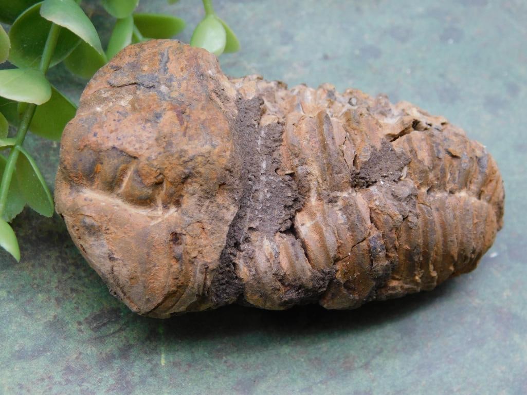 Fossilized Trilobite Specimen in Natural Matrix: Fossilized Trilobite Specimen in Natural Matrix