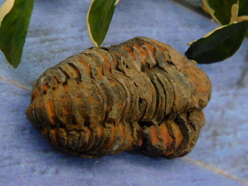 Trilobite Fossil ? Approx. 14 Grams (1 of 2)
