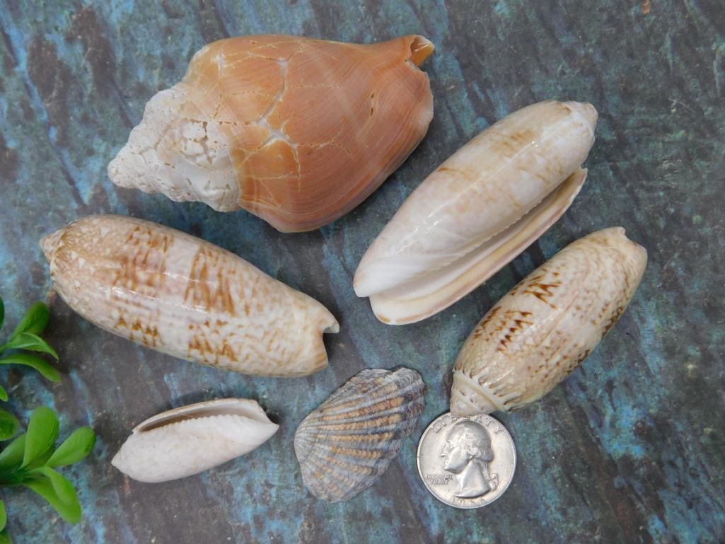 Six Assorted Sea Shells - 2