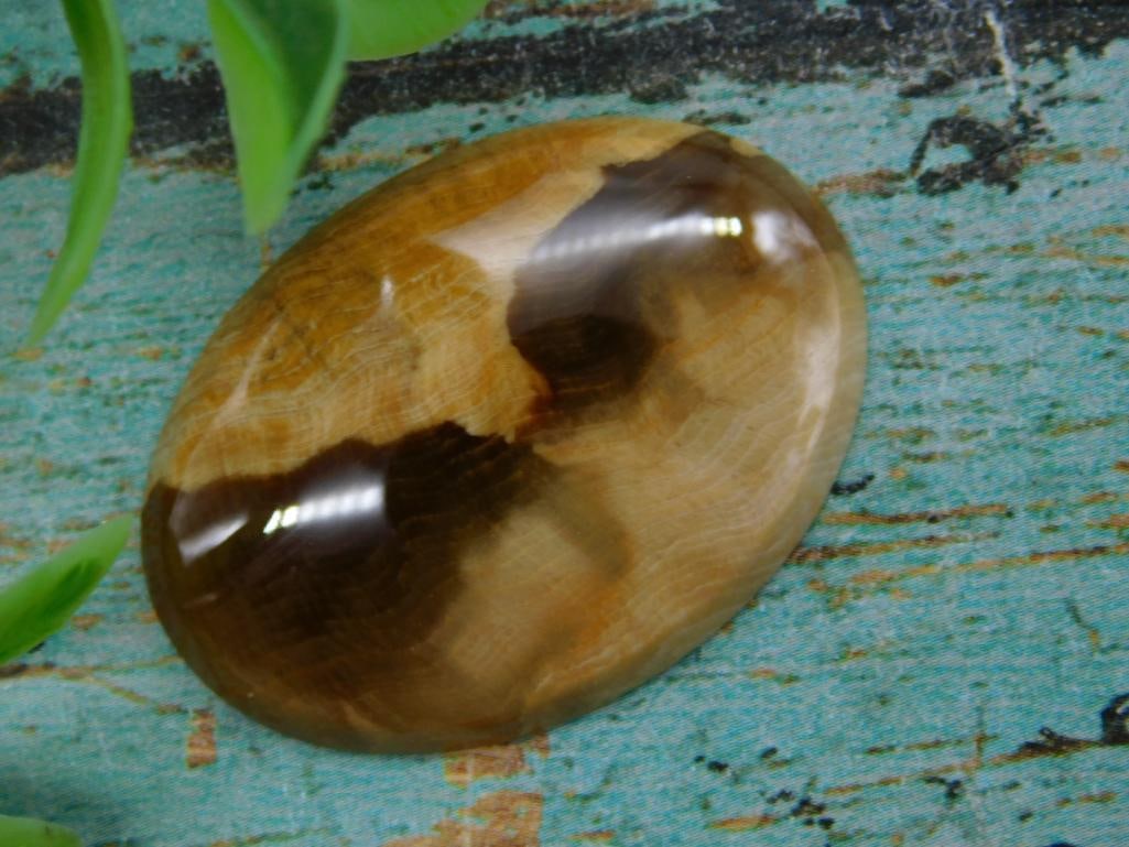 Polished Fossilized Palm Wood Cabochon: Polished Fossilized Palm Wood Cabochon