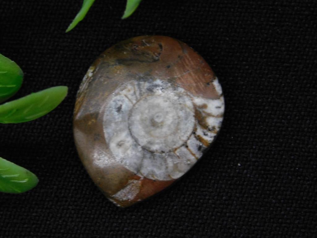 AMMONITE ROCK STONE LAPIDARY SPECIMEN (1 of 2)