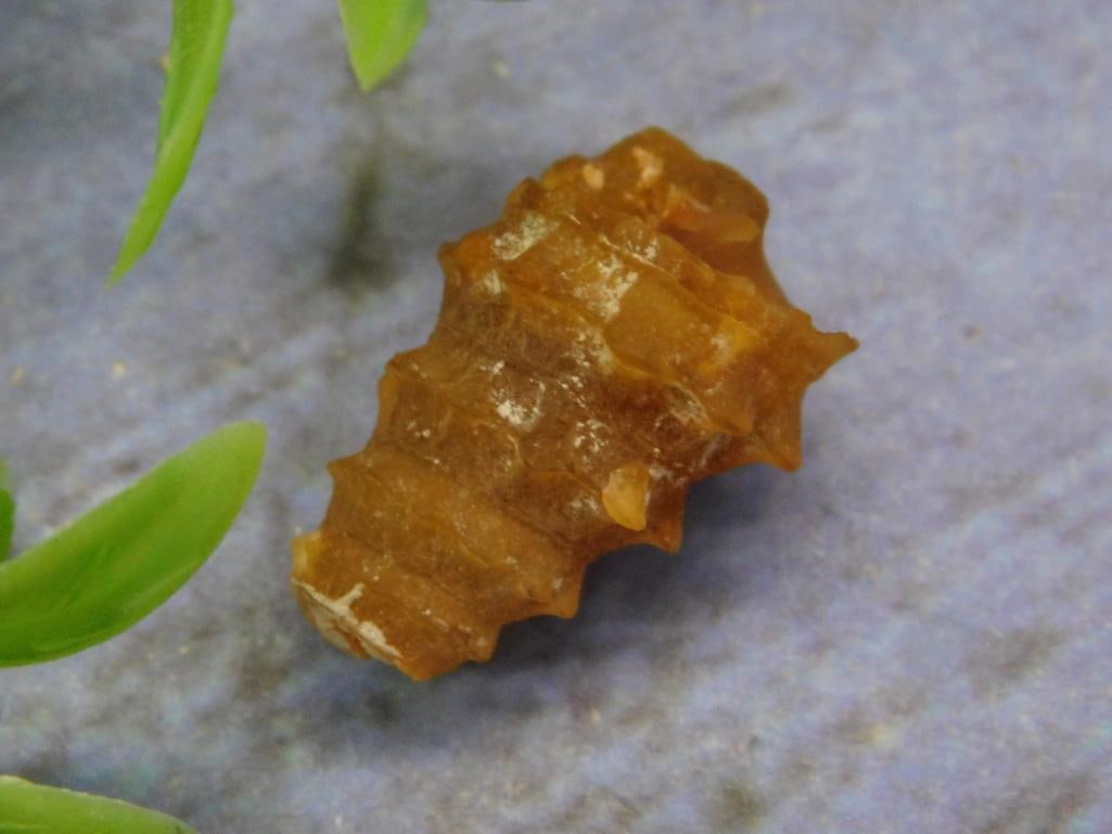 FOSSILIZED GASTROPOD ROCK STONE LAPIDARY SPECIMEN (1 of 2)