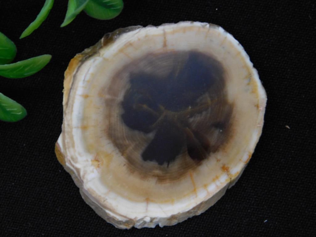 PETRIFIED WOOD PIECE ROCK STONE LAPIDARY SPECIMEN (1 of 2)