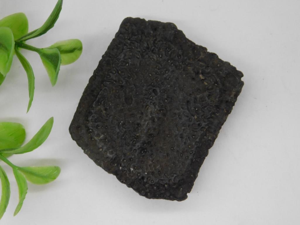 FOSSILIZED ARMADILLO SCALE ROCK STONE LAPIDARY SPECIMEN: FOSSILIZED ARMADILLO SCALE ROCK STONE LAPIDARY SPECIMEN