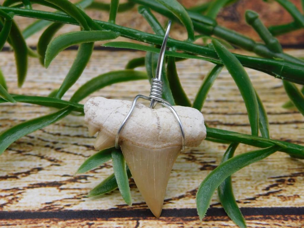 SHARK TOOTH PENDANT ROCK STONE LAPIDARY SPECIMEN: SHARK TOOTH PENDANT ROCK STONE LAPIDARY SPECIMEN