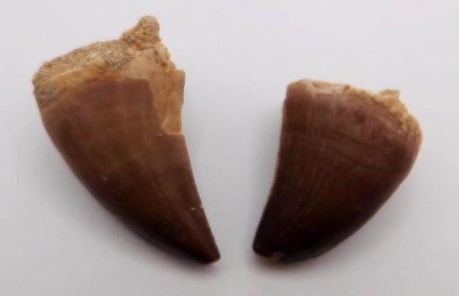 DINOSAUR TEETH ROCK STONE LAPIDARY SPECIMEN (1 of 2)