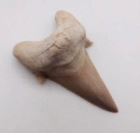 SHARK TOOTH ROCK STONE LAPIDARY SPECIMEN (1 of 2)