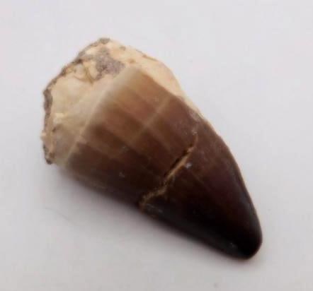 DINOSAUR TOOTH ROCK STONE LAPIDARY SPECIMEN (1 of 2)