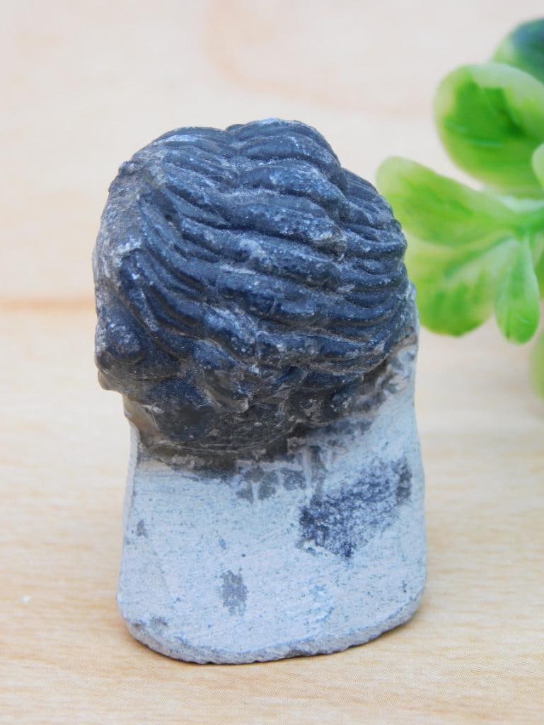 TRILOBITE FOSSIL ROCK STONE LAPIDARY SPECIMEN (1 of 2)