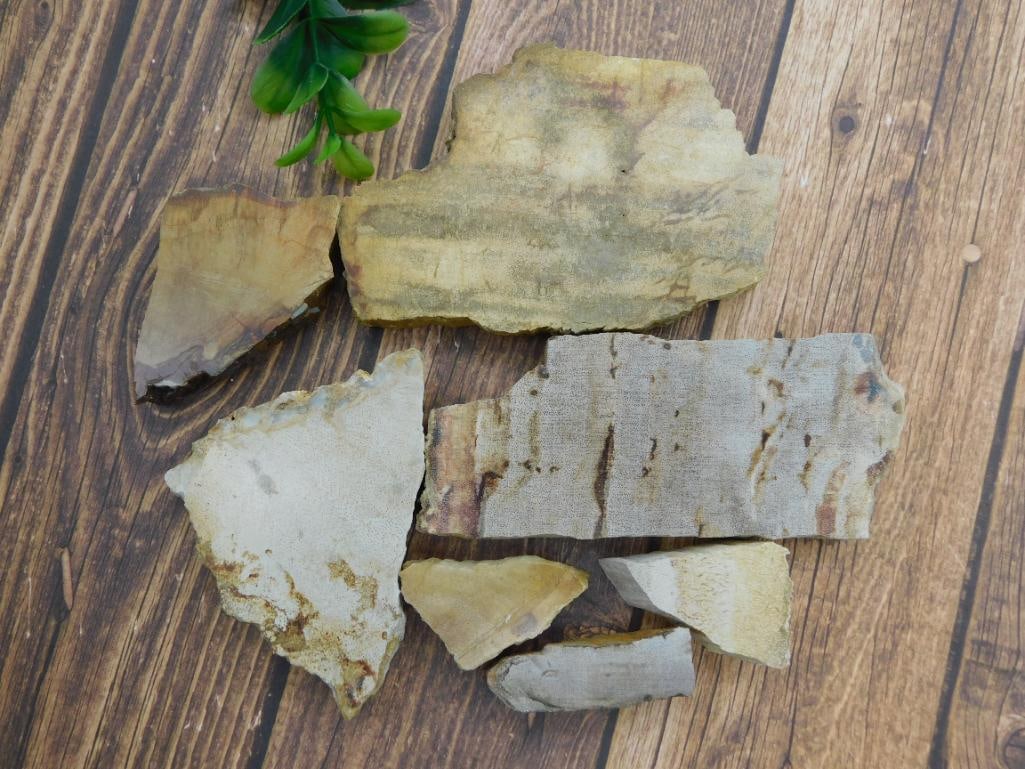 PETRIFIED WOOD SLAB ROCK STONE LAPIDARY SPECIMEN (1 of 2)