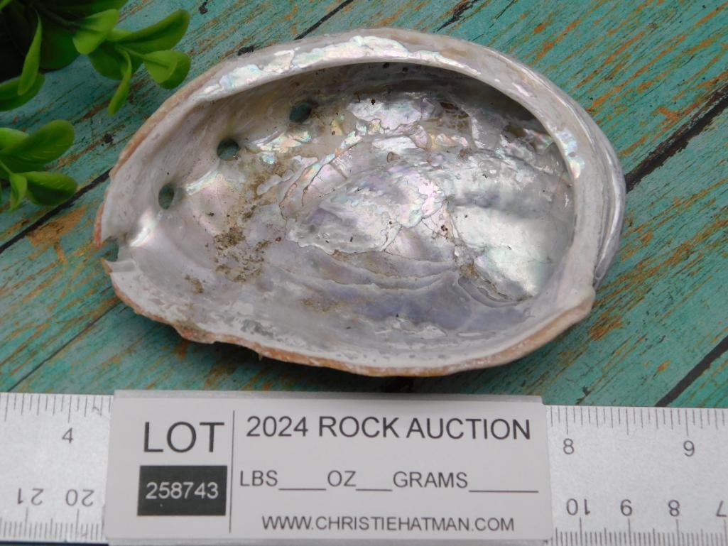 ABALONE SHELL - 2