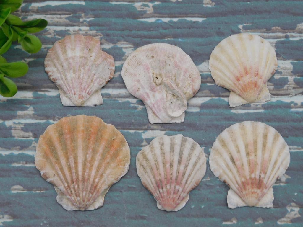 SEA SHELLS (1 of 2)