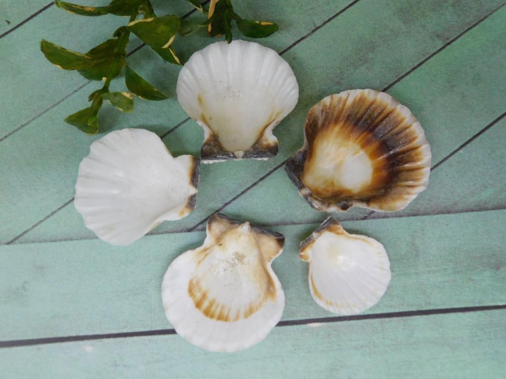 SEA SHELLS (1 of 2)