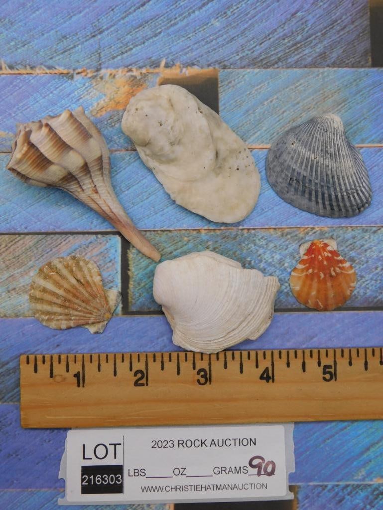 SEA SHELLS - 2