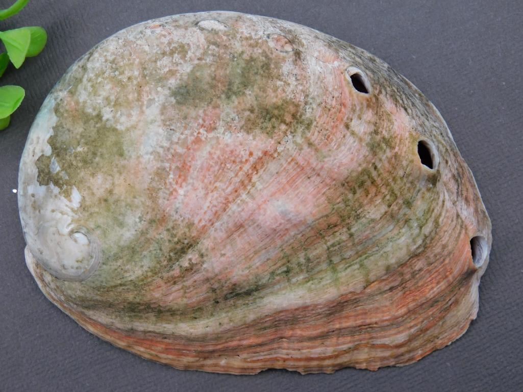 Large Abalone Shell with Iridescent Interior - 2