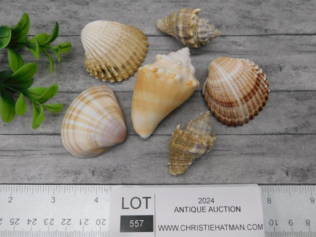 SEA SHELLS - 3