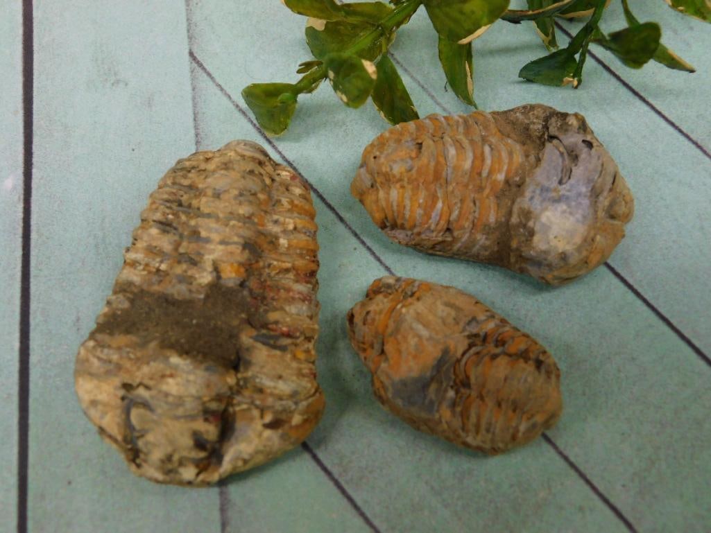 TRILOBITE ROCK STONE LAPIDARY SPECIMEN: TRILOBITE ROCK STONE LAPIDARY SPECIMEN