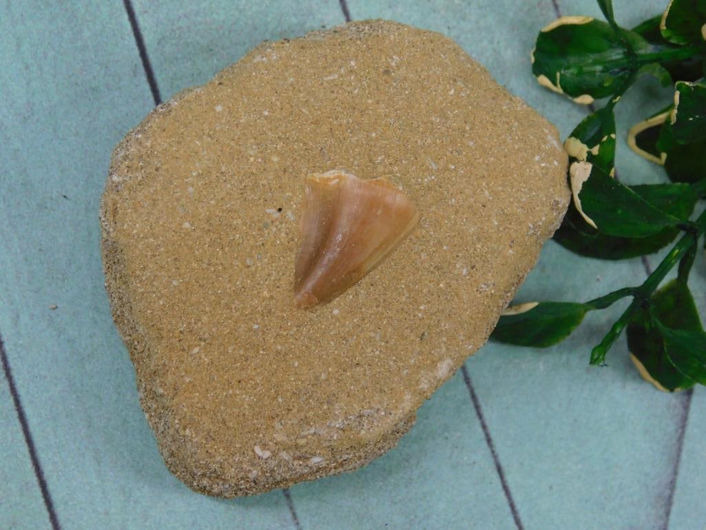 MOSASAUR TOOTH ROCK STONE LAPIDARY SPECIMEN (1 of 2)