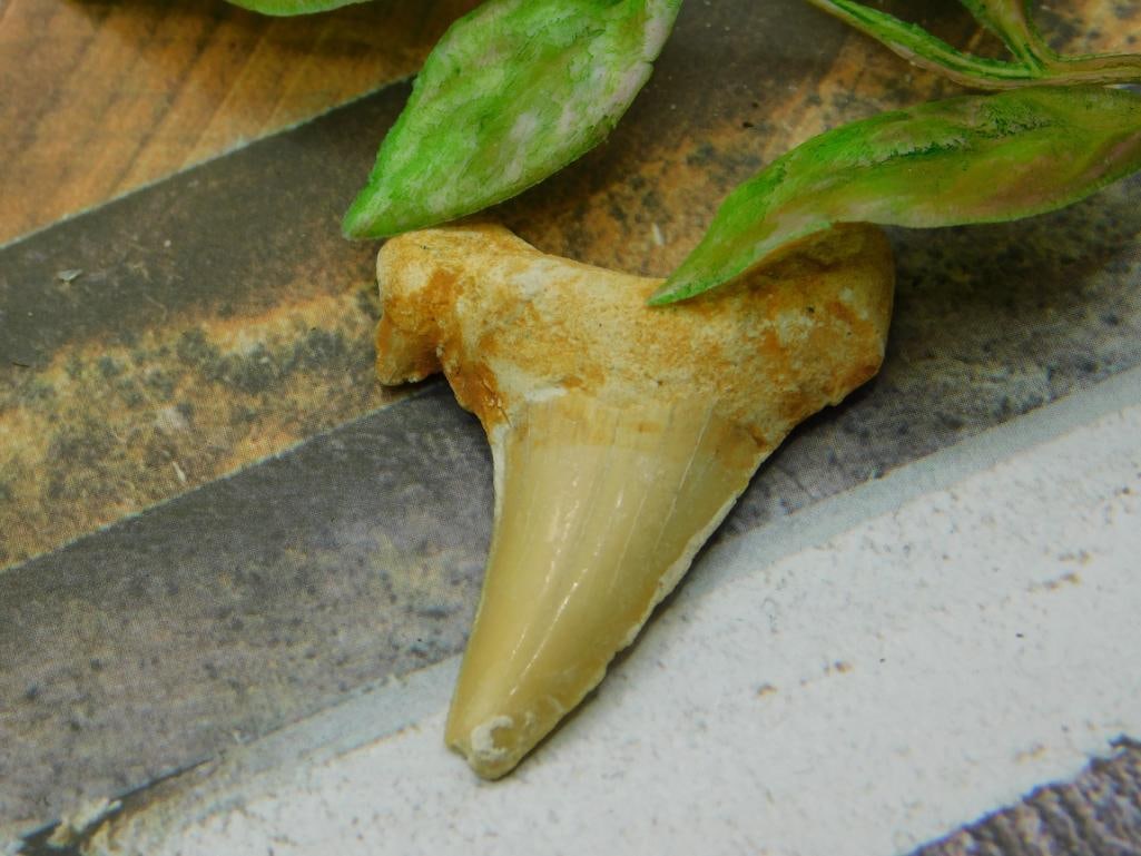 SHARK TOOTH ROCK STONE LAPIDARY SPECIMEN (1 of 2)