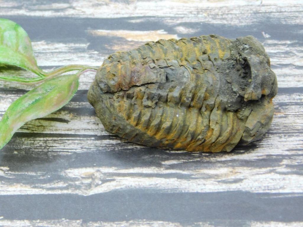 TRILOBITE ROCK STONE LAPIDARY SPECIMEN (1 of 2)