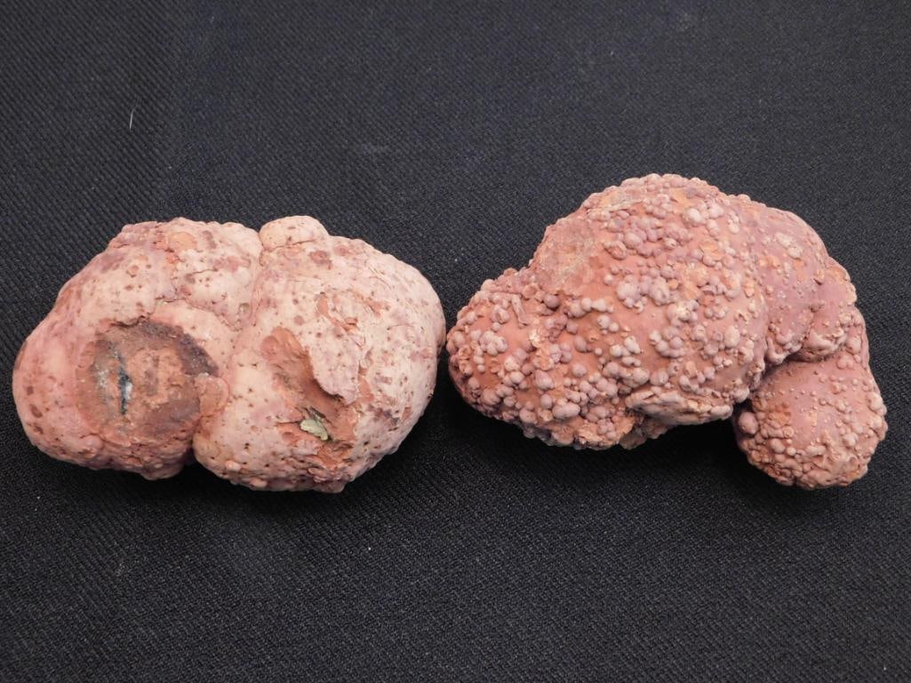 COPROLITE ROCK STONE LAPIDARY SPECIMEN (1 of 2)