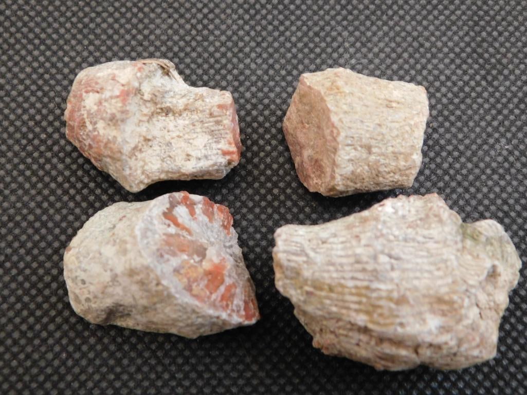 RED HORN CORAL ROCK STONE LAPIDARY SPECIMEN (1 of 2)