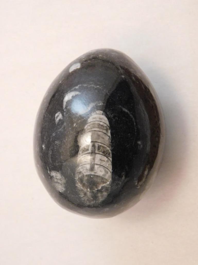 ORTHOCERAS EGG ROCK STONE LAPIDARY SPECIMEN (1 of 2)