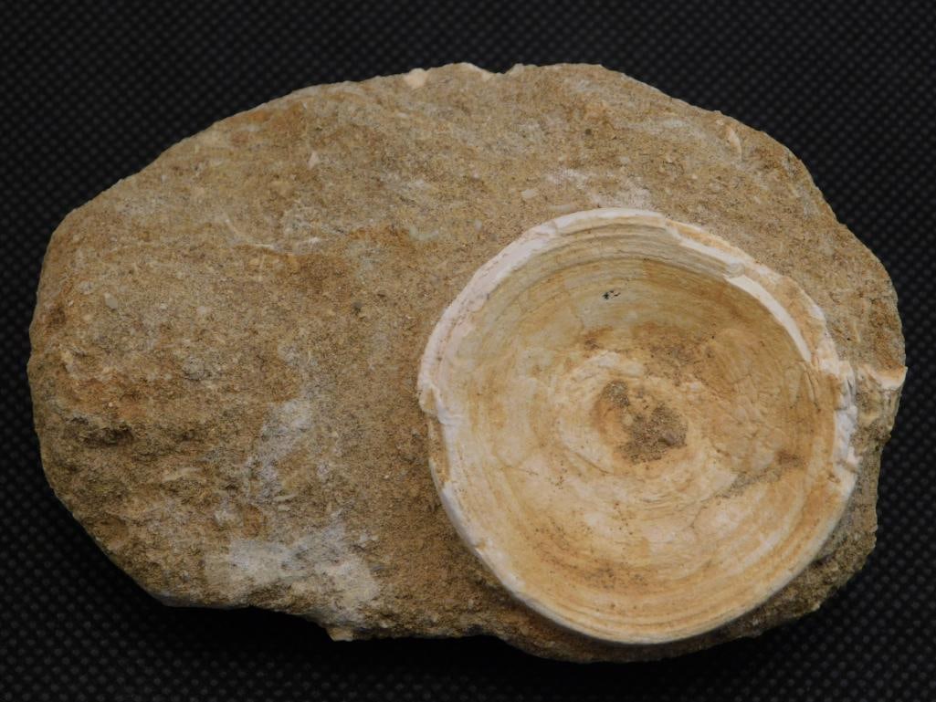 DINOSAUR BONE IN MATRIX ROCK STONE LAPIDARY SPECIMEN (1 of 2)