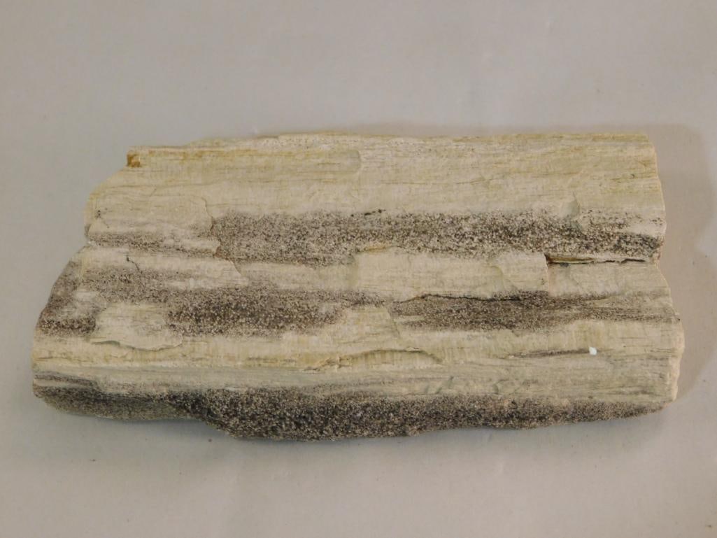 PETRIFIED WOOD ROCK STONE LAPIDARY SPECIMEN (1 of 2)