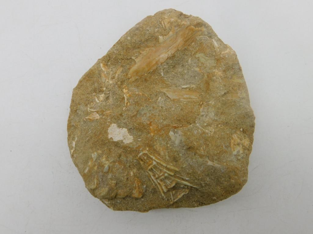 FOSSIL IN MATRIX ROCK STONE LAPIDARY SPECIMEN (1 of 2)