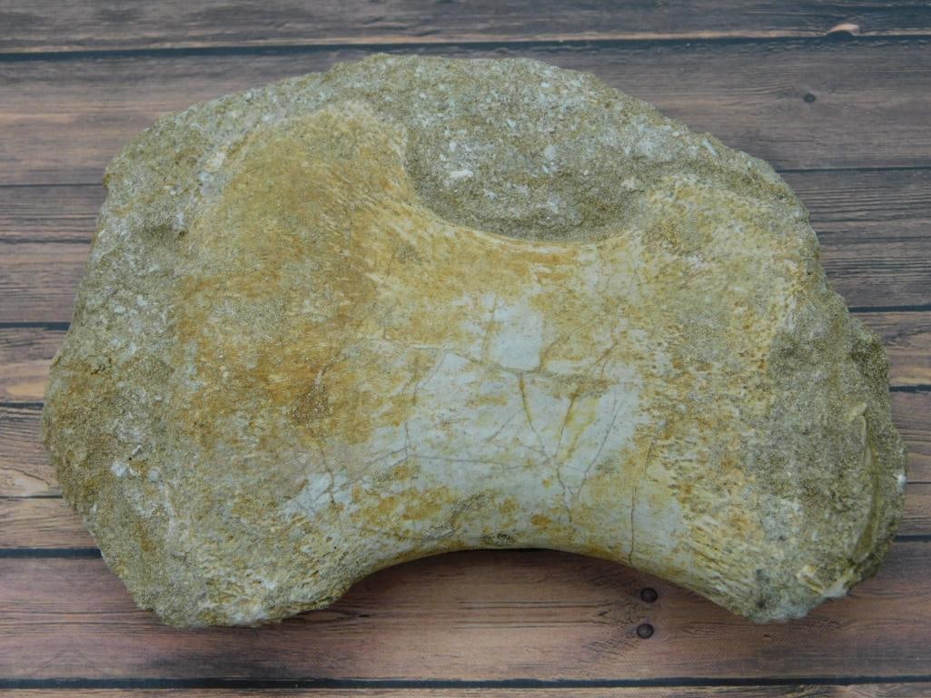 FOSSIL IN MATRIX ROCK STONE LAPIDARY SPECIMEN (1 of 2)