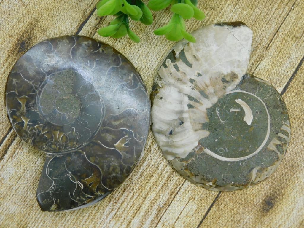 AMMONITE ROCK STONE LAPIDARY SPECIMEN (1 of 2)