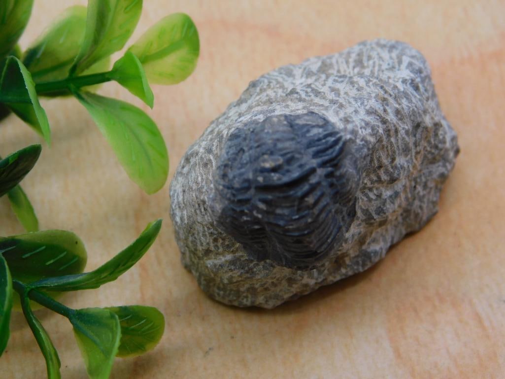 TRILOBITE FOSSIL ROCK STONE LAPIDARY SPECIMEN (1 of 2)