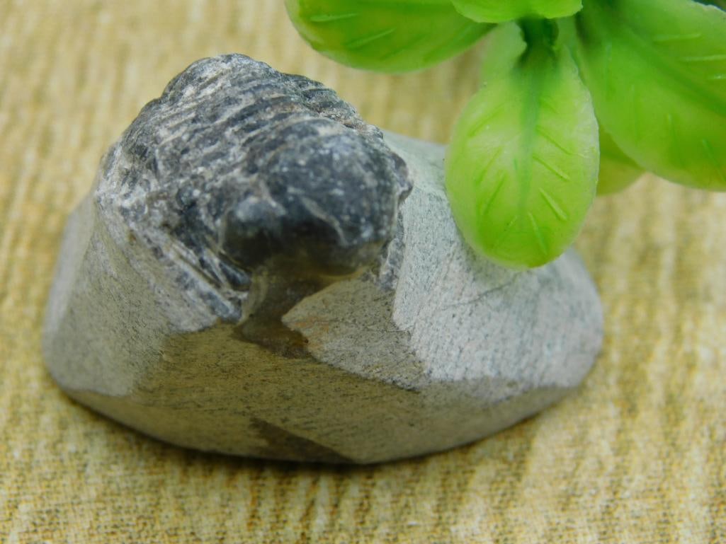 TRILOBITE FOSSIL ROCK STONE LAPIDARY SPECIMEN (1 of 2)