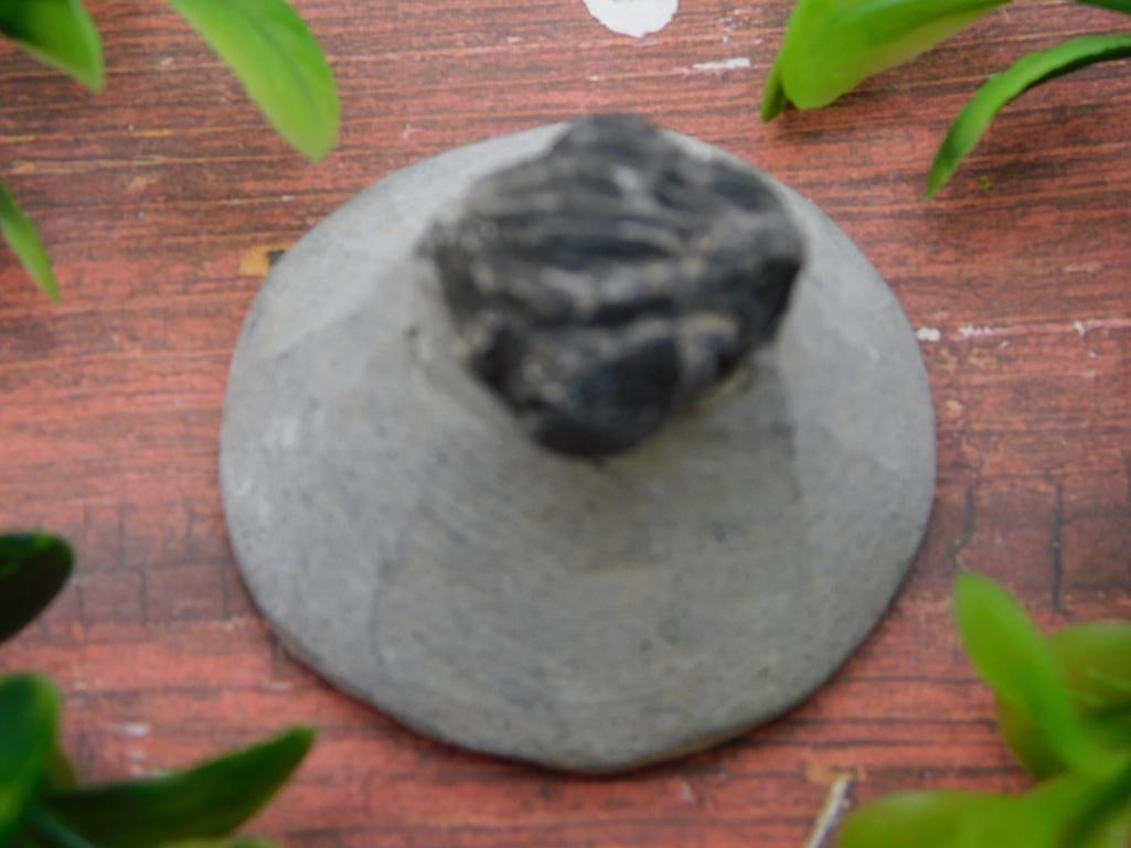 TRILOBITE FOSSIL IN MATRIX ROCK STONE LAPIDARY SPECIMEN (1 of 2)