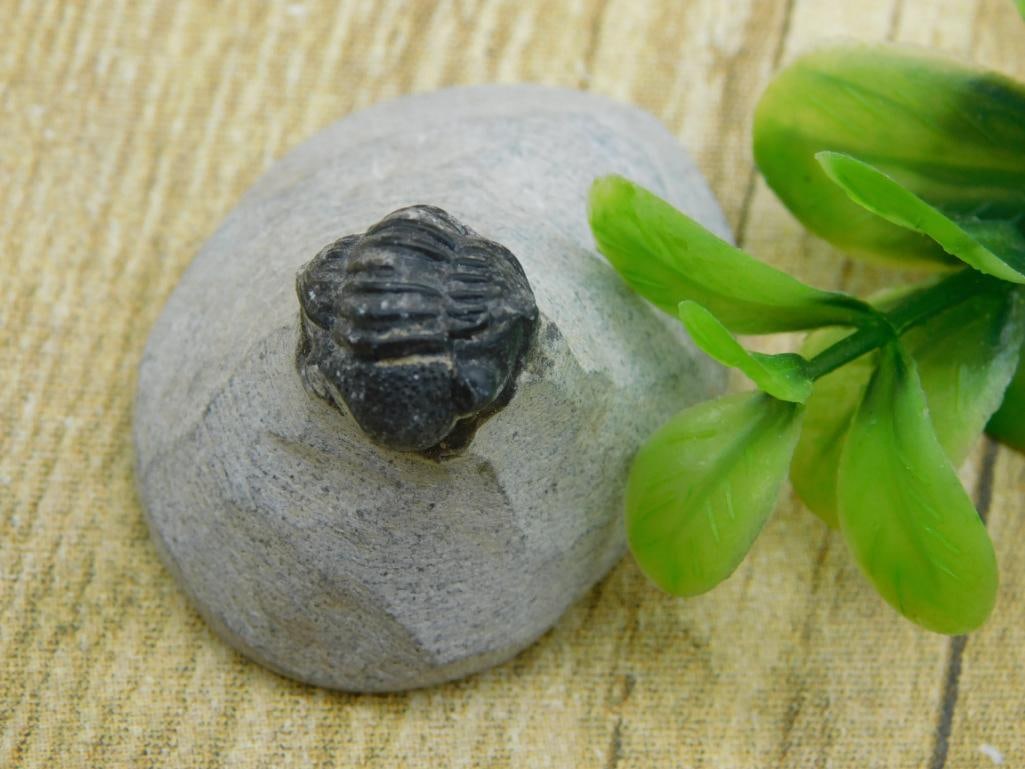 TRILOBITE FOSSIL IN MATRIX ROCK STONE LAPIDARY SPECIMEN (1 of 2)