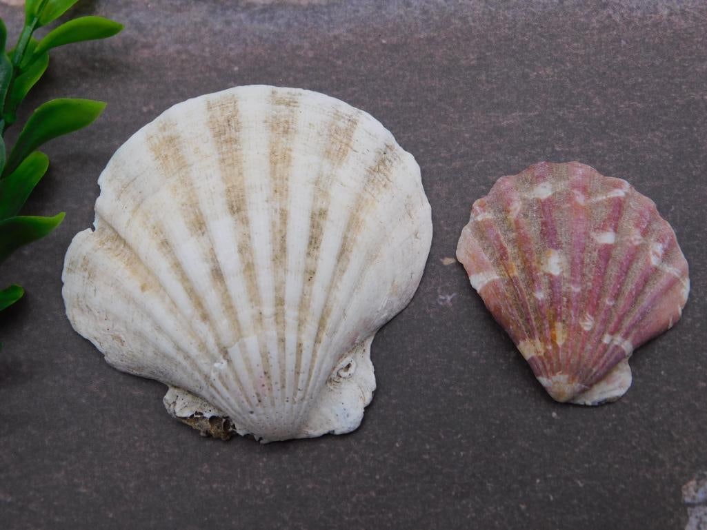 SEA SHELL LOT ROCK STONE LAPIDARY SPECIMEN (1 of 2)