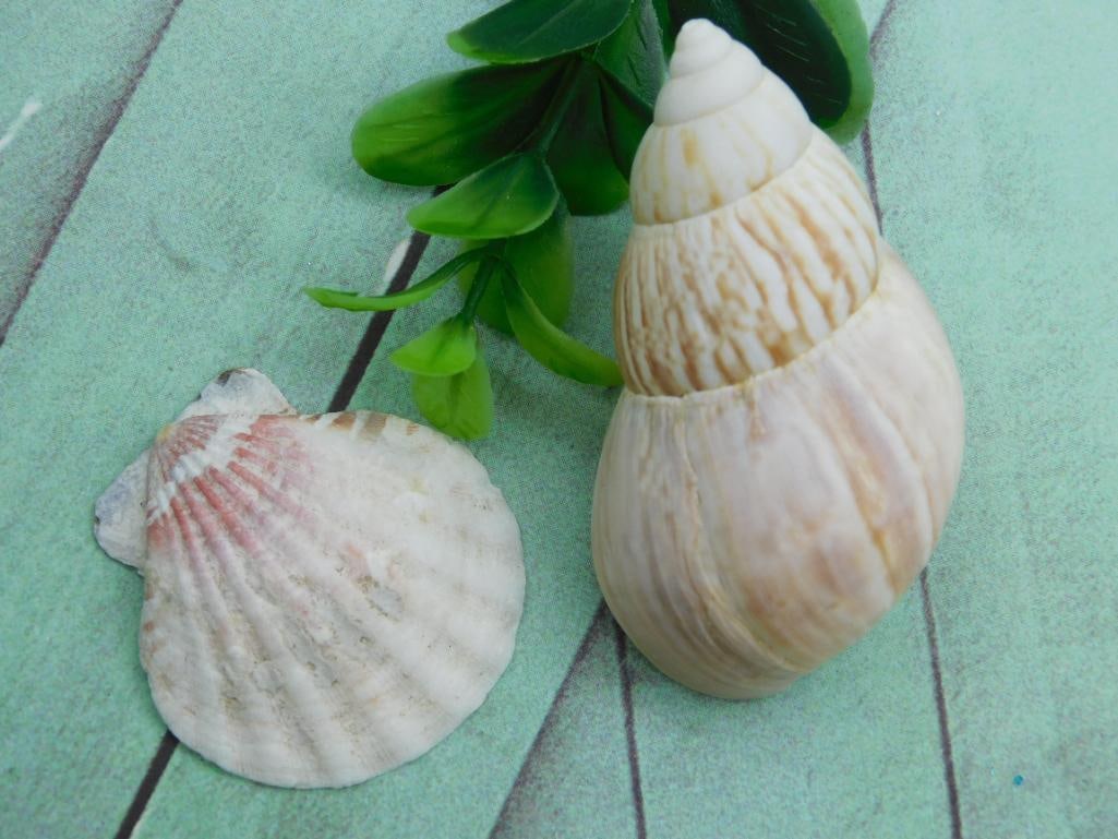 SEA SHELL LOT ROCK STONE LAPIDARY SPECIMEN (1 of 2)
