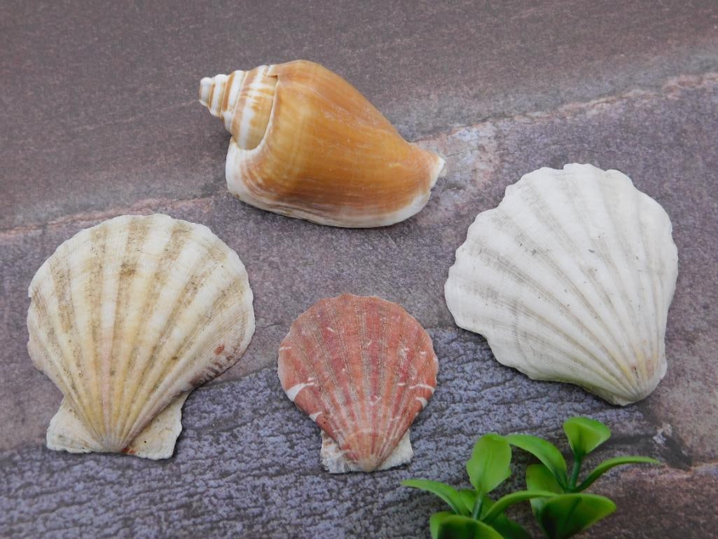 SEA SHELLS ROCK STONE LAPIDARY SPECIMEN (1 of 1)