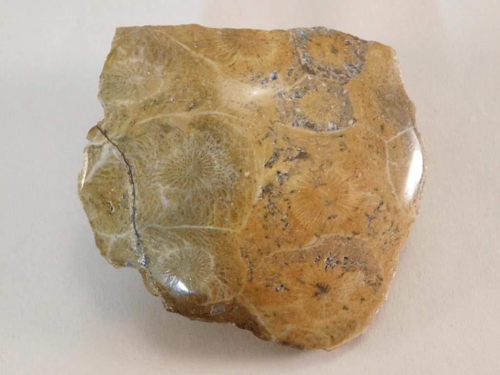 PETOSKEY STONE ROCK STONE LAPIDARY SPECIMEN: PETOSKEY STONE ROCK STONE LAPIDARY SPECIMEN