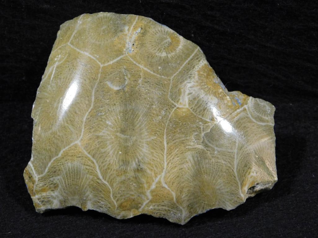 PETOSKEY STONE ROCK STONE LAPIDARY SPECIMEN (1 of 2)