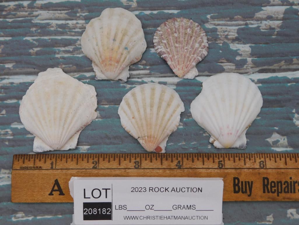 SCALLOP SHELLS - 2