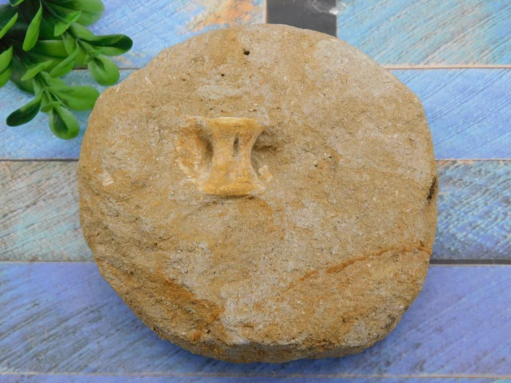 FOSSIL IN MATRIX ROCK STONE LAPIDARY SPECIMEN (1 of 2)