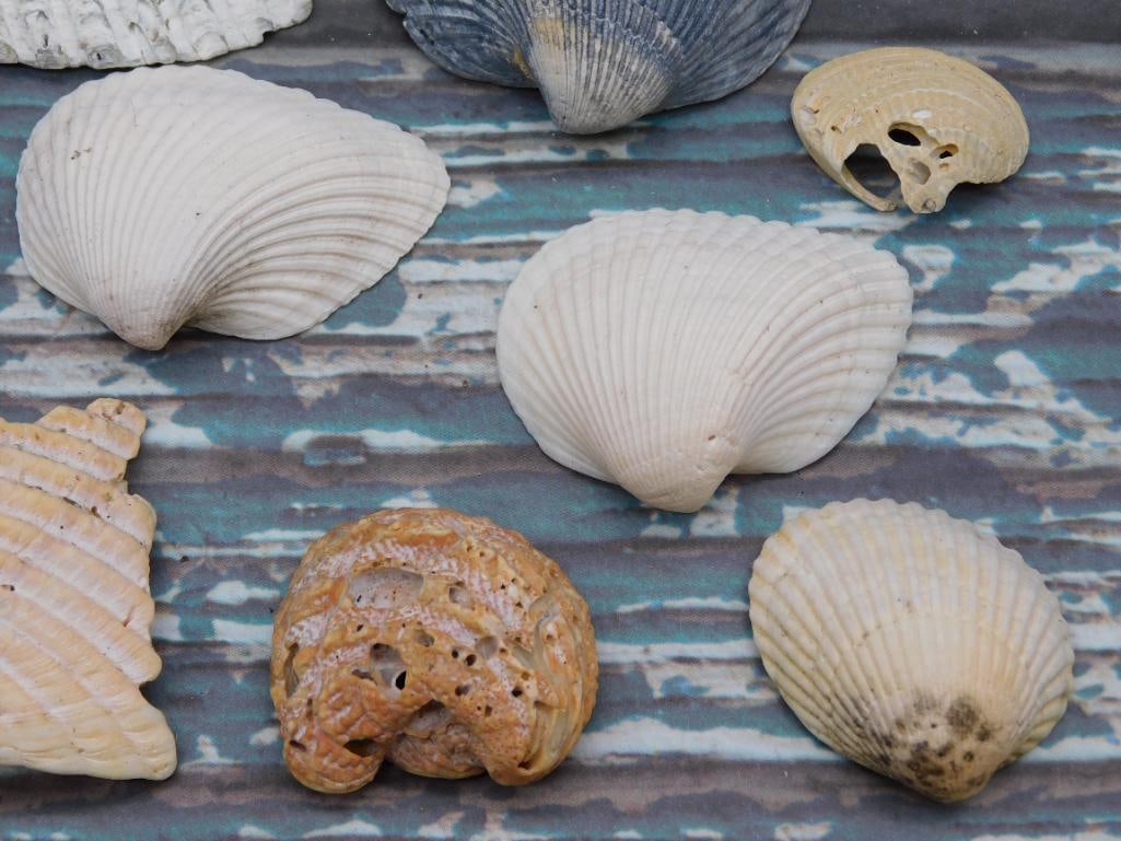SEA SHELLS - 4