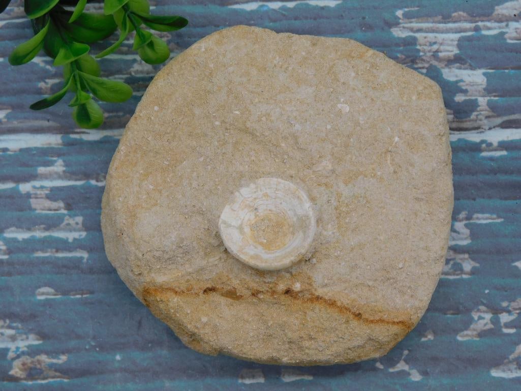 FOSSIL IN MATRIX ROCK STONE LAPIDARY SPECIMEN (1 of 2)