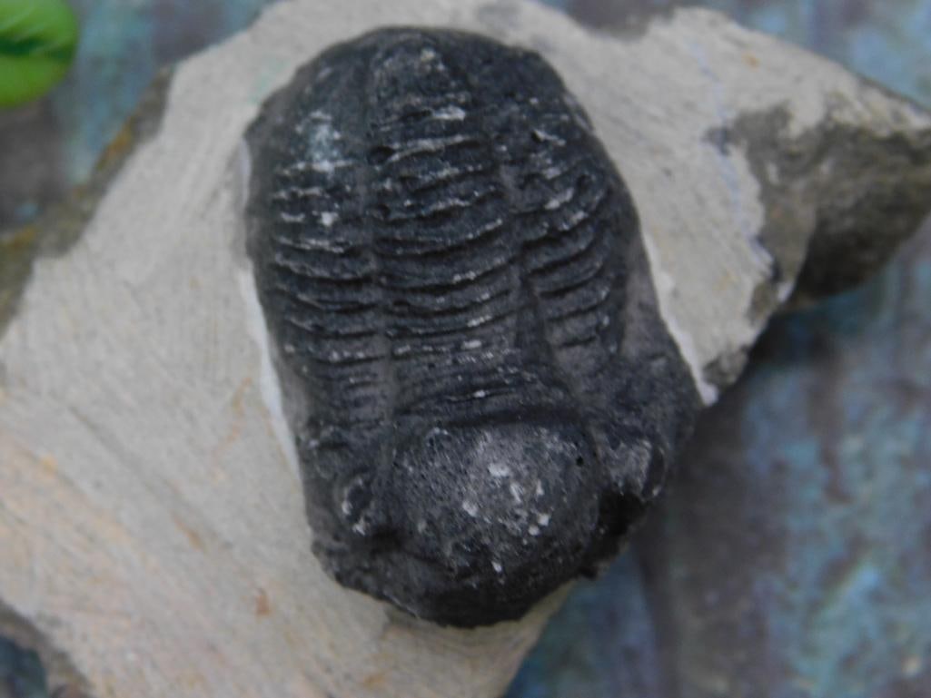 Fossilized Trilobite on Matrix - 2