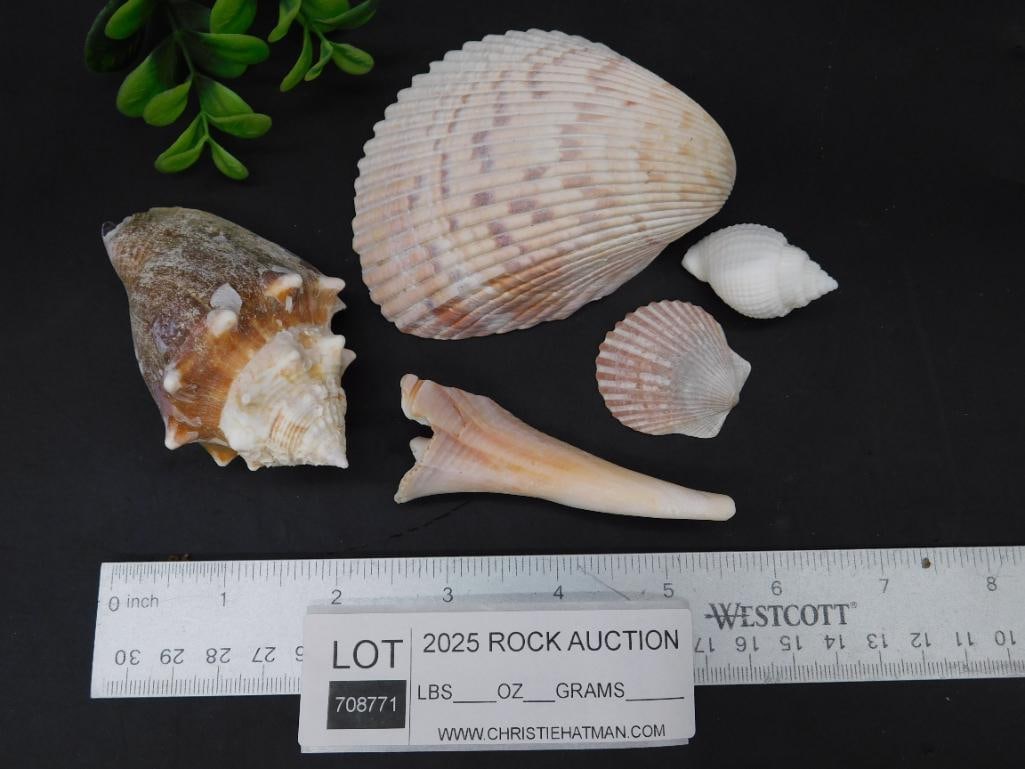 Collection of Five Assorted Seashells - 2