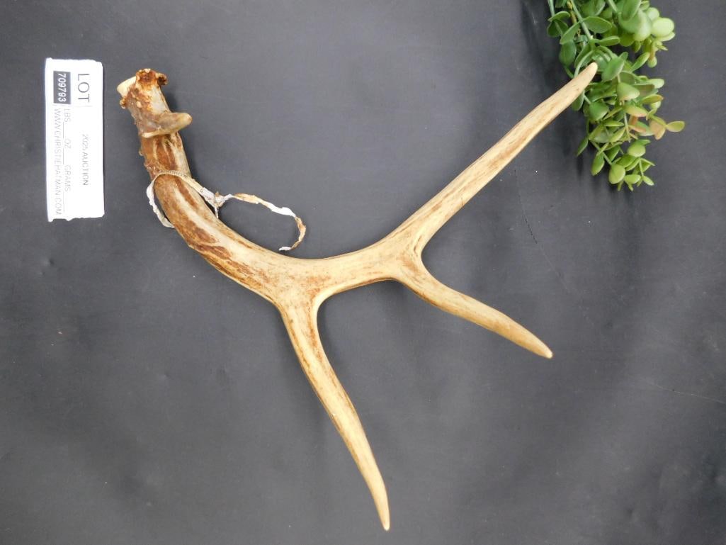Deer Antlers with Four Points - 3