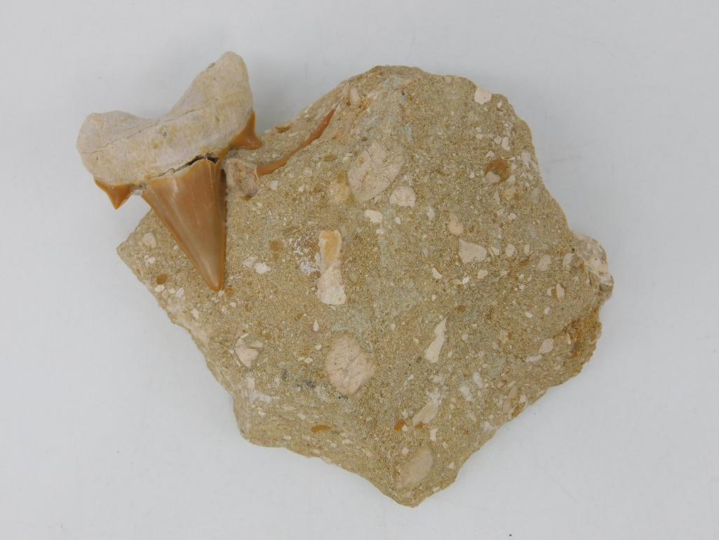 SHARK TOOTH IN MATRIX ROCK STONE LAPIDARY SPECIMEN: SHARK TOOTH IN MATRIX ROCK STONE LAPIDARY SPECIMEN